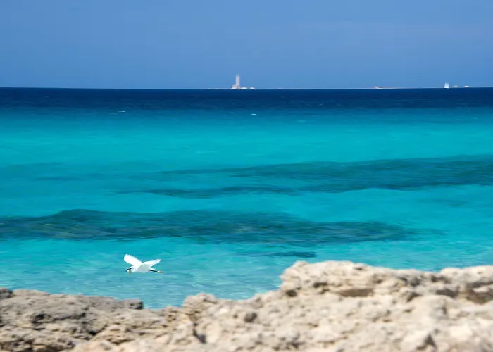 Joli Park - Caroli 3*